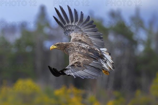 White-tailed eagle, Eurasian sea eagle, erne (Haliaeetus albicilla) juvenile in flight over