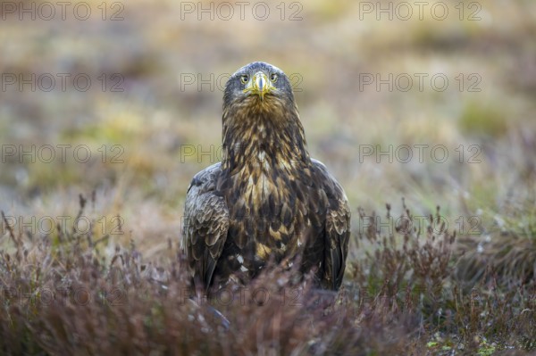 White-tailed eagle, Eurasian sea eagle, erne (Haliaeetus albicilla) adult sitting on the ground in