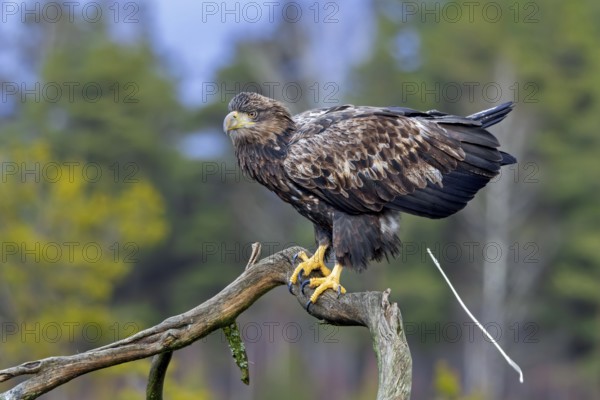 White-tailed eagle, Eurasian sea eagle (Haliaeetus albicilla) adult pooping from tree branch in