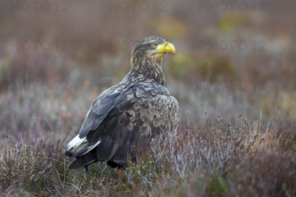 White-tailed eagle, Eurasian sea eagle (Haliaeetus albicilla) adult on the ground in moorland,
