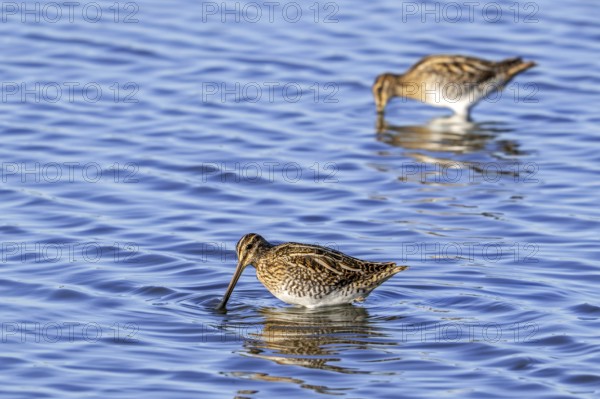 Two common snipes (Gallinago gallinago) foraging in shallow water by probing soft mud in pond in