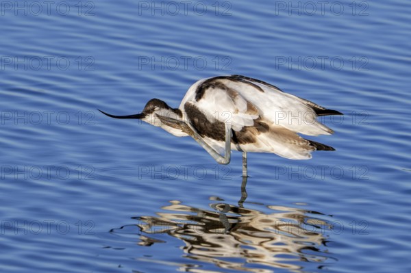 Pied avocet (Recurvirostra avosetta) scratching head with leg in shallow water of pond in evening