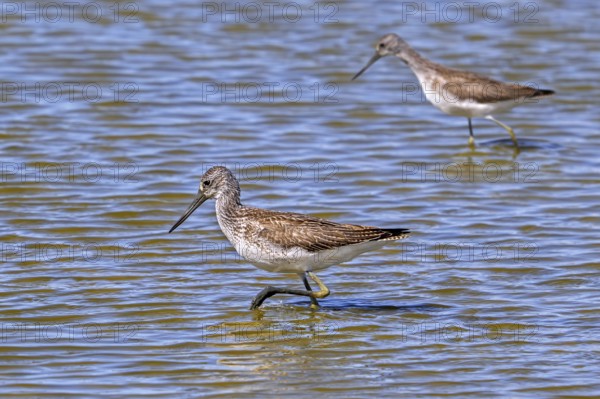 Two common greenshanks (Tringa nebularia) foraging in shallow water of pond in late summer, early