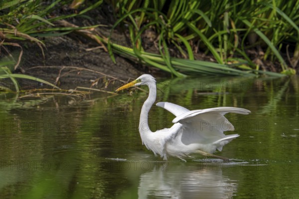 Great white egret, great egret (Ardea alba) non-breeding adult stretching wings pond in late summer