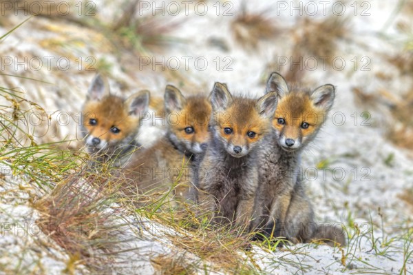 Young red foxes (Vulpes vulpes) four curious kits, juveniles looking towards camera near burrow,