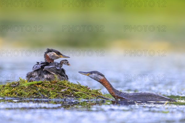 Red-necked grebe (Podiceps grisegena, Podiceps griseigena) male in breeding plumage feeding chick