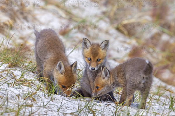 Young red foxes (Vulpes vulpes) three playful kits, juveniles playing near burrow, den in the sand