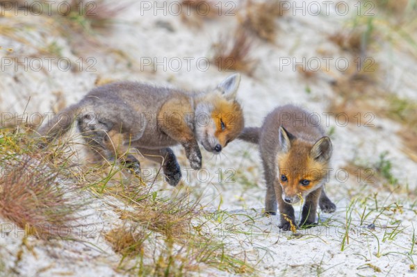 Young red foxes (Vulpes vulpes) two playful kits, juveniles playing near burrow, den in the sand