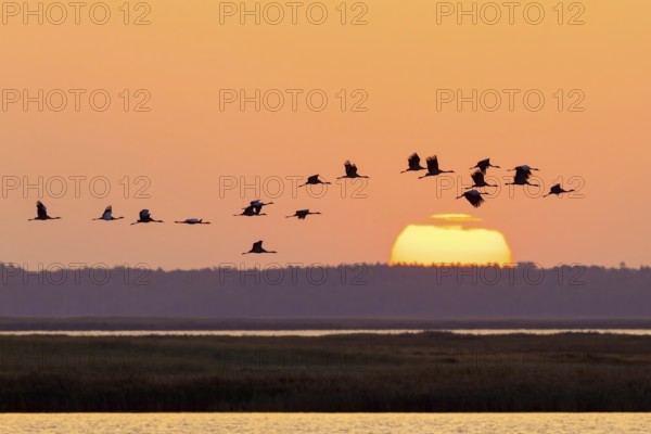 Migrating flock of common cranes, Eurasian cranes (Grus grus) in flight silhouetted against orange