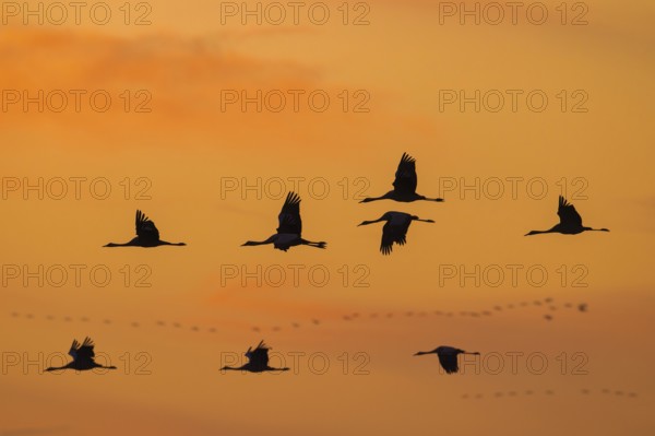 Migrating flock of common cranes, Eurasian cranes (Grus grus) in flight silhouetted against orange