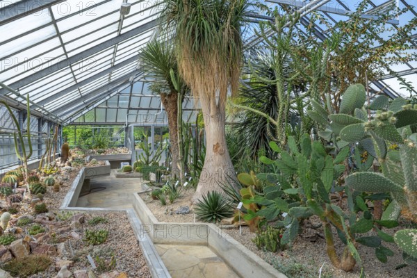 Cacti and other succulents in the succulent greenhouse at the University Botanical Garden in the
