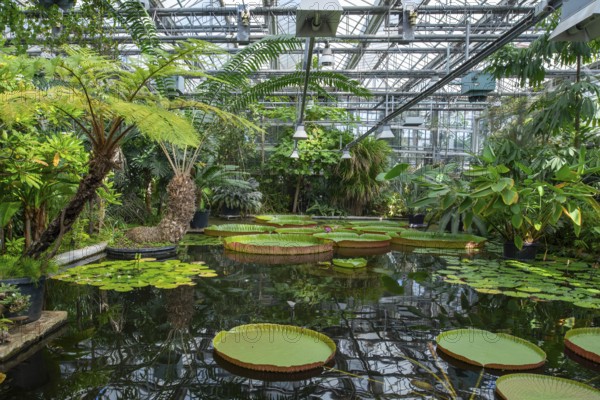 Floating leaves of giant waterlilies in the tropical Victoria greenhouse at the University