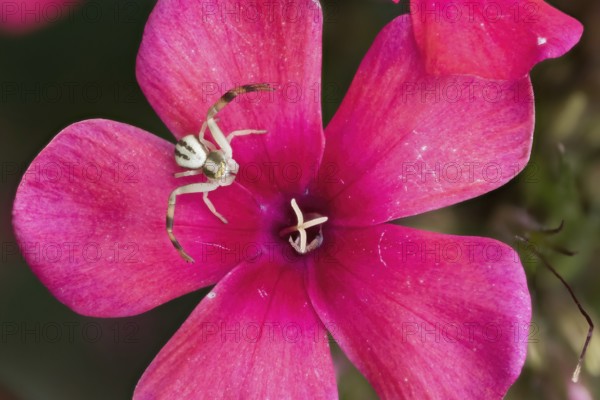 Goldenrod crab spider (Misumena vatia) sitting on a bright pink flower, phlox blossom, close-up,