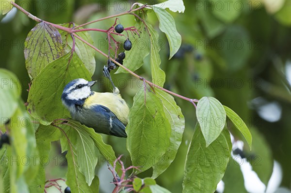 A blue tit (Parus Caeruleus) hangs on a branch, Common Dogwood (Cornus sanguinea), between green