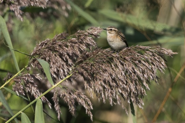 A whinchat (Saxicola rubetra) resting on a reed stalk in a natural environment, Hesse, Germany