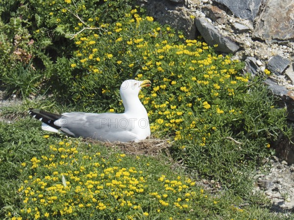 Mediterranean gull (Larus michahellis) breeding among yellow flowers in a grass nest, Porquerolles