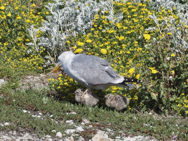 A Mediterranean gull (Larus michahellis) stands in the grass and protects its chicks among yellow