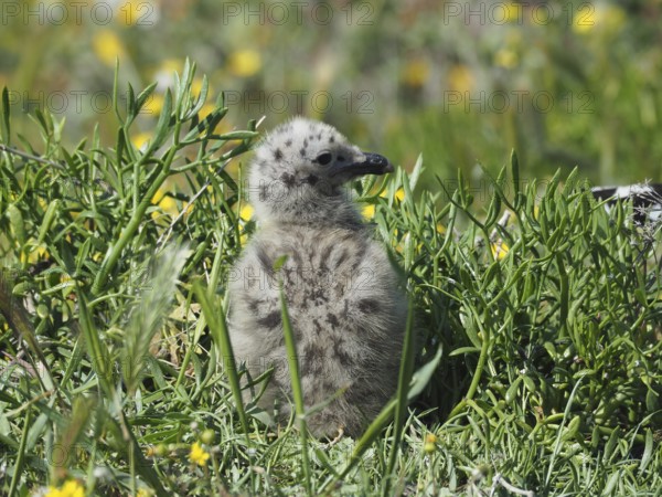 A fluffy chick of Mediterranean gull (Larus michahellis) sits in the dense grass, surrounded by