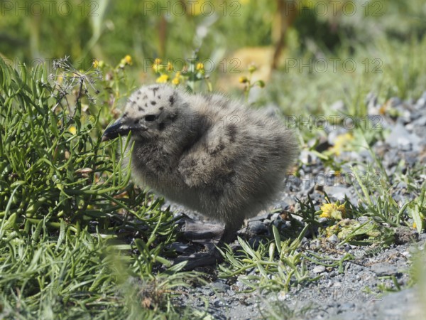 A fluffy chick of Mediterranean gull (Larus michahellis) sits on a stony path surrounded by grass