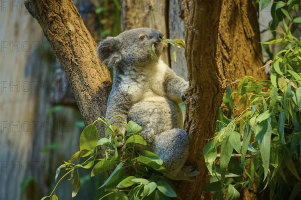 A koala climbs a tree and eats eucalyptus leaves, koala (Phascolarctos cinereus), lives in