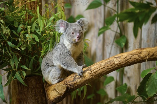 A koala sits quietly on a branch, surrounded by plants, koala (Phascolarctos cinereus), lives in