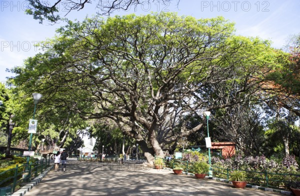 Old rain tree in the Lalbagh Botanical Garden, Begaluru or Bangalore, Karnataka, India