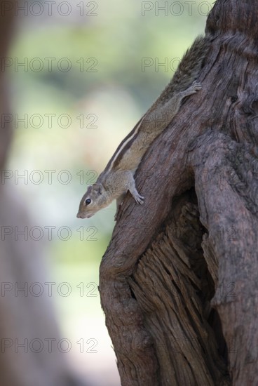 Northern palm squirrel (Funambulus pennantii) in Cubbon Park, Begaluru or Bangalore, Karnataka,