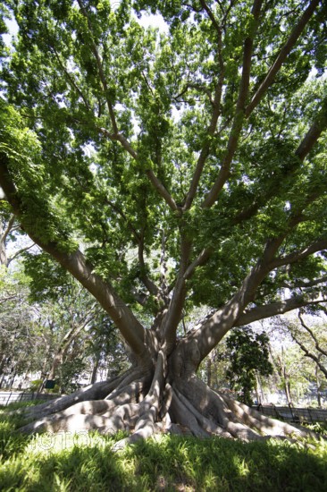 Old Kapock tree (Ceiba pentandra) in the Lalbagh Botanical Garden, Begaluru or Bangalore,