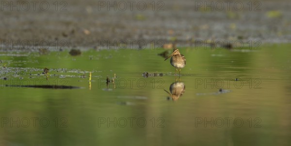 Common snipe (Gallinago gallinago), standing in shallow water, Lower Rhine, North Rhine-Westphalia,
