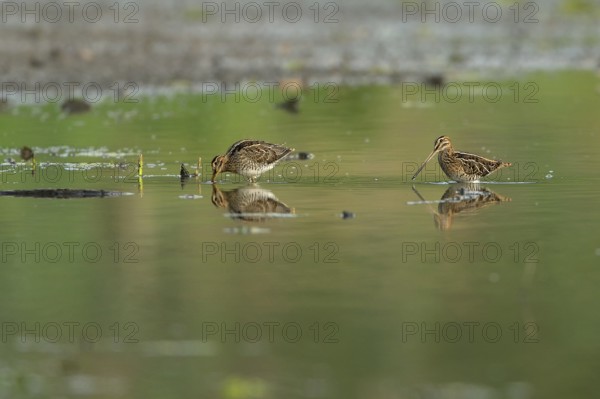 Common snipe (Gallinago gallinago), two foraging in shallow water, Lower Rhine, North