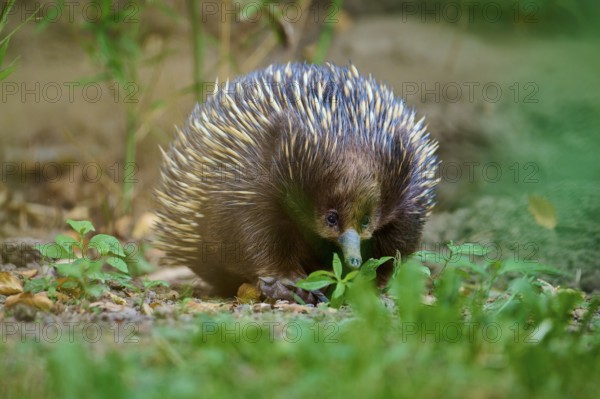 A curious echidna in the wild, surrounded by grass and greenery, short-billed echidna (Tachyglossus