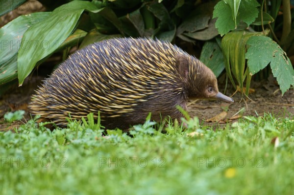 An echidna moves through green grass and dense vegetation, short-billed echidna (Tachyglossus