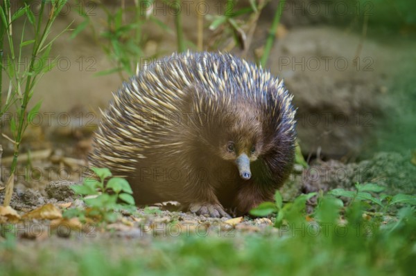 An echidna with distinctive spines in a natural environment, surrounded by plants, short-billed