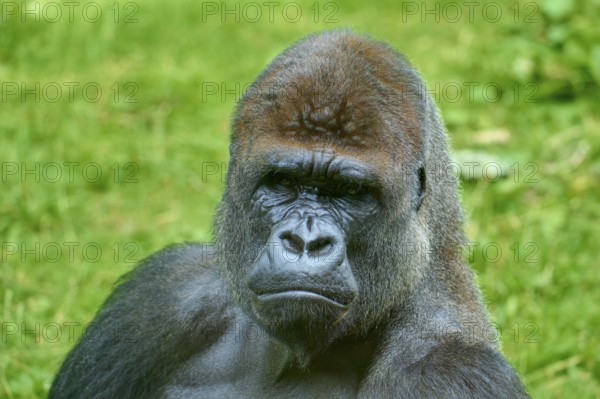 A gorilla looking thoughtfully into the distance, surrounded by green nature, Gorilla (Gorilla