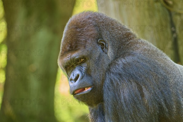 A strong gorilla leans against a tree and looks intensely, Gorilla (Gorilla Gorilla), captive,
