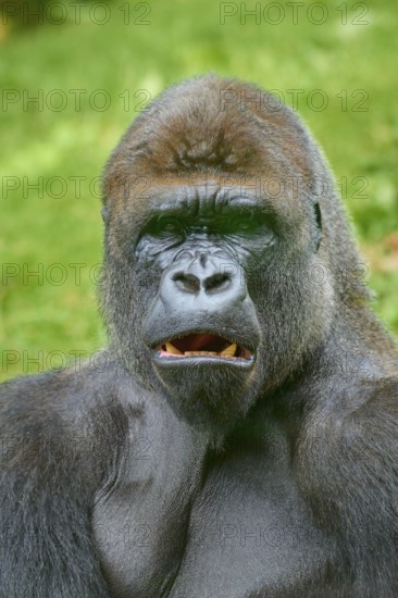 A gorilla with a surprised look on his face, surrounded by trees, Gorilla (Gorilla Gorilla),