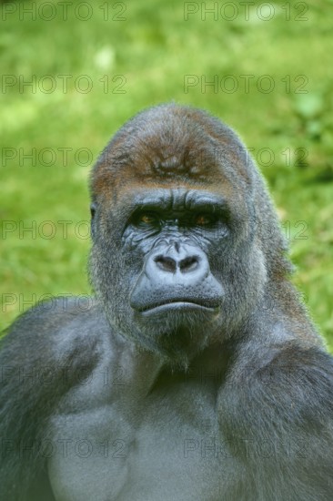 A magnificent gorilla with a self-confident expression in a natural environment, Gorilla (Gorilla