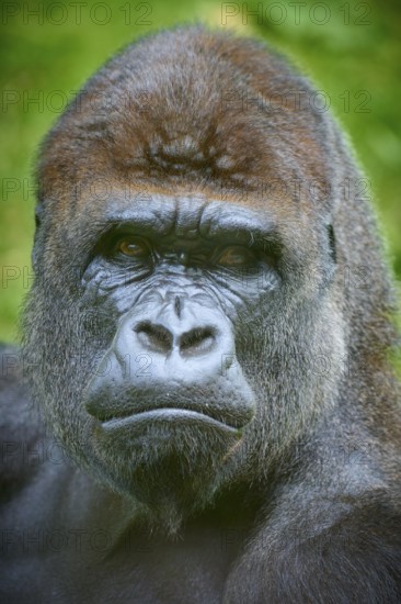 Close-up of a gorilla face with intense eyes and fascinating expression, Gorilla (Gorilla Gorilla),