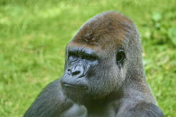 Side view of a pensive gorilla in a green environment, Gorilla (Gorilla Gorilla), captive,