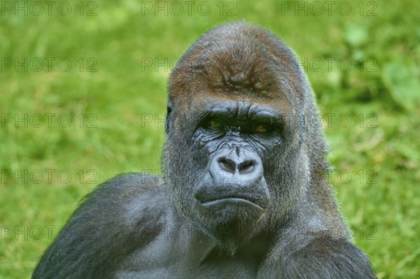 A gorilla with a thoughtful expression in the green wilderness, Gorilla (Gorilla Gorilla), captive,