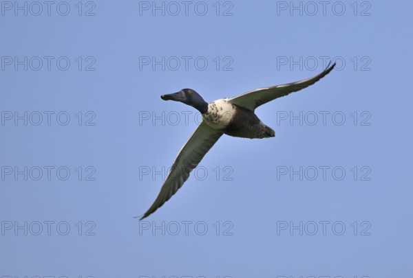 Flying drake of the shoveler (Anas clypeata) in front of a blue sky, Lower Rhine, North