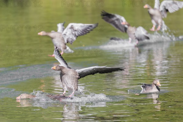 A flock of greylag geese (Anser anser) lands on a lake crowded with geese on a sunny day. One goose