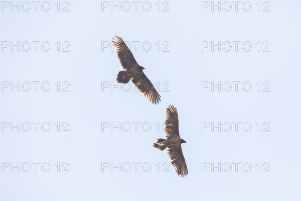Bearded vulture (Gypaetus barbatus), Berchtesgaden, Alps, Bavaria, Germany