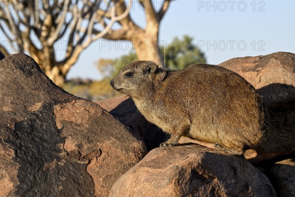 Klippschliefers (Procavia capensis), desert dormice or Klippdachs in the quiver tree forest near
