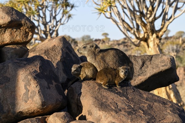 Klippschliefer (Procavia capensis), Desert hippopotamus or Klippdachse in the quiver tree forest