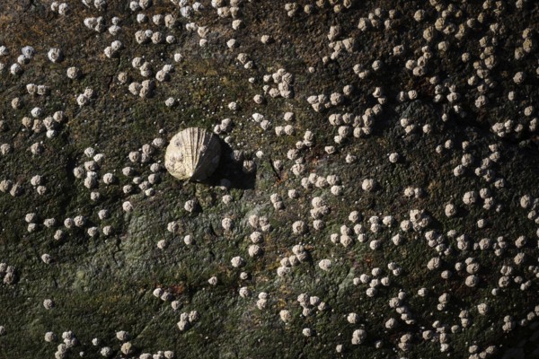 Limpet and barnacles (Patella vulgata, Semibalanus balanoides), rocks by the sea, Otroya or Otrøya