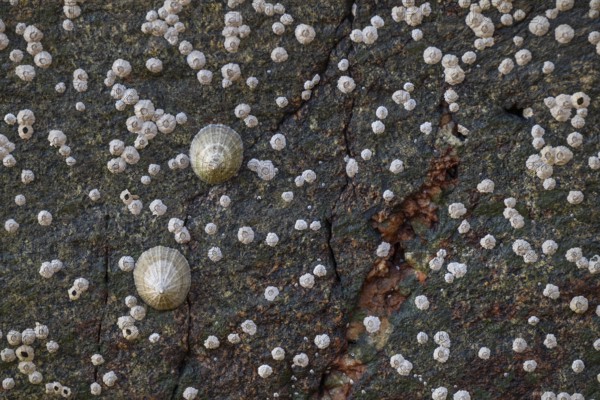 Limpets and barnacles (Patella vulgata, Semibalanus balanoides), rocks by the sea, Otroya or Otrøya