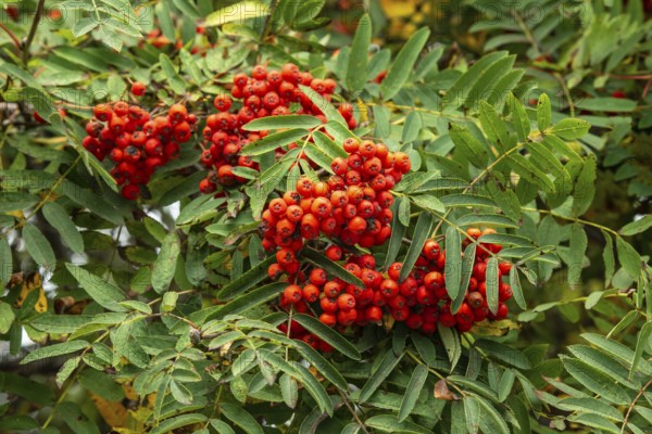 European rowan (Sorbus aucuparia), berries in Ystad, Skåne county, Sweden, Scandinavia