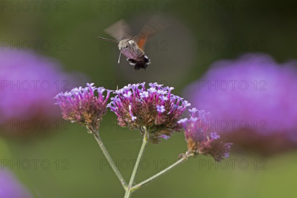 Butterfly, pigeon tail (Macroglossum stellatarum), also known as hummingbird butterfly or