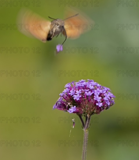 Butterfly, pigeon tail (Macroglossum stellatarum), also known as hummingbird butterfly or